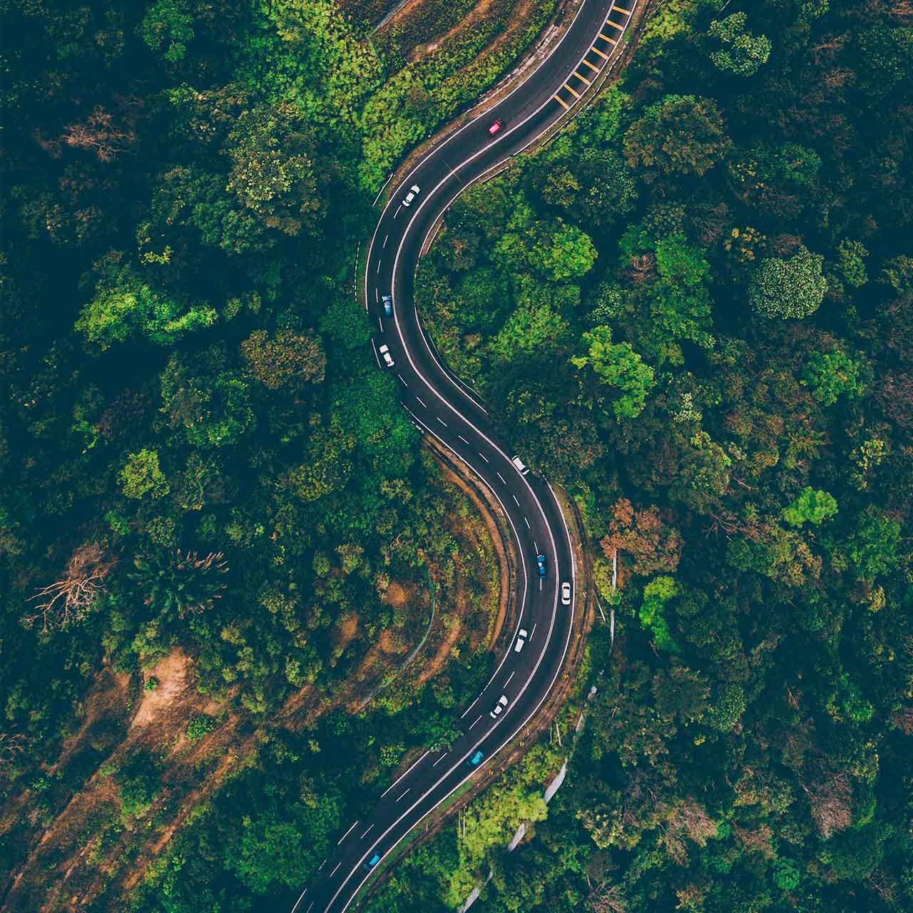 road in the middle of the forest